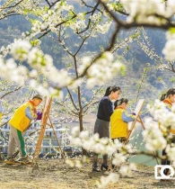 李花深处绘春光 巫山农旅焕新颜