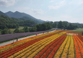 巫溪红池坝：朝霞彩虹映花海 风光美如画